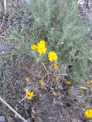 Thymophylla pentachaeta