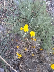 Thymophylla pentachaeta