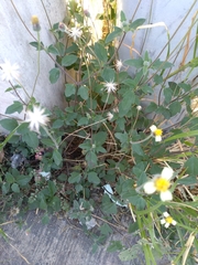 Tridax procumbens