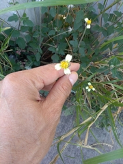 Tridax procumbens