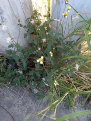 Tridax procumbens