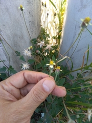 Tridax procumbens