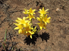 Hypoxis goetzei