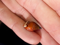 Pardalinops testudinaria