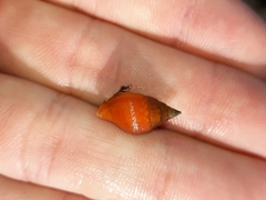 Pardalinops testudinaria