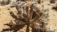 Euphorbia braunsii
