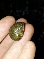 Nerita polita