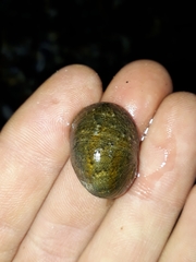 Nerita polita