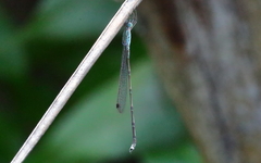 Indolestes tenuissimus