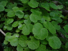 Hydrocotyle americana