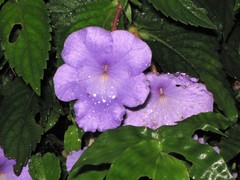 Achimenes longiflora