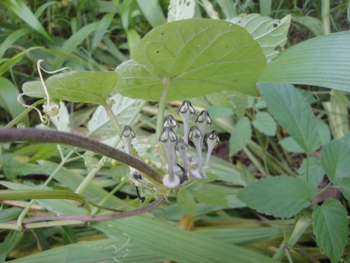 Ceropegia papillata image