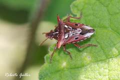 Tylospilus nigrobinotatus
