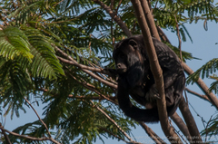 Alouatta caraya