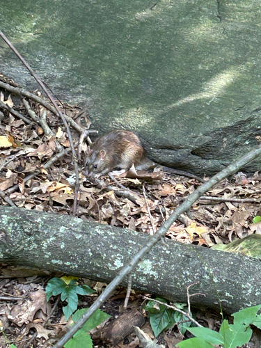 Rat photographed near here on 2025-08-02