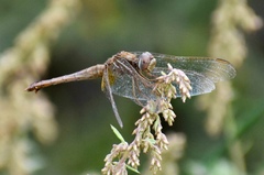 Crocothemis