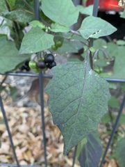 Solanum nigrum