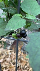 Solanum nigrum