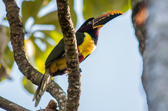 Pteroglossus castanotis