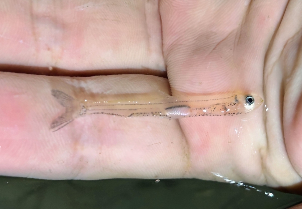 American smelt (Osmerus mordax) — Osmeridae