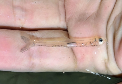 American smelt (Osmerus mordax) — Osmeridae