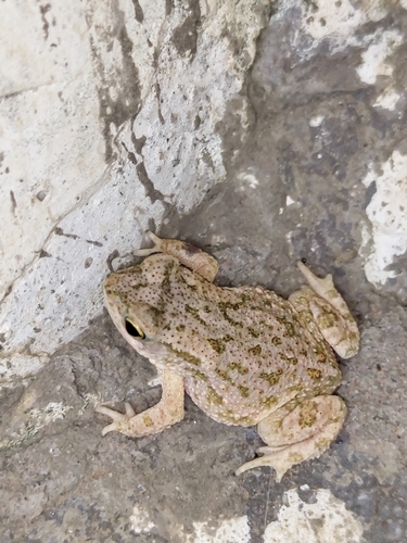 Indus Valley Toad