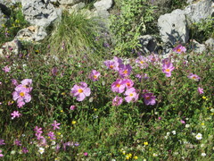 Silene ungeri