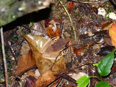 Pristimantis chiastonotus