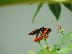 Heliconius melpomene