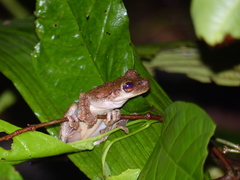 Osteocephalus oophagus