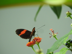 Heliconius melpomene