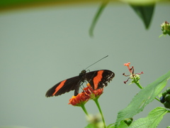 Heliconius melpomene