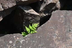 Gymnocarpium jessoense