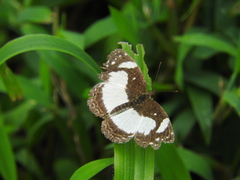 Janatella leucodesma