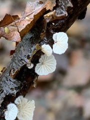 Crepidotus cesatii