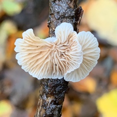Crepidotus cesatii