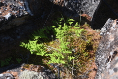 Gymnocarpium jessoense