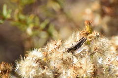 Melanoplus complanatipes