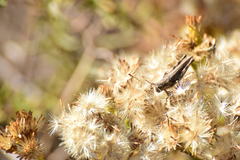 Melanoplus complanatipes