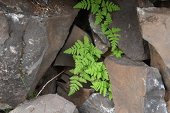 Gymnocarpium jessoense