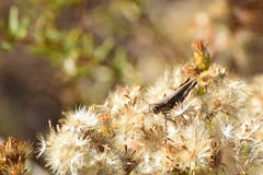 Melanoplus complanatipes