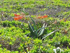 Gasteria acinacifolia