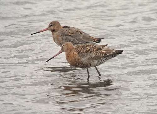 Aguja colinegra (Limosa limosa)