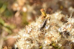 Melanoplus complanatipes