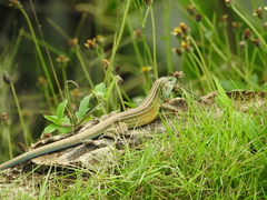 Cnemidophorus gaigei
