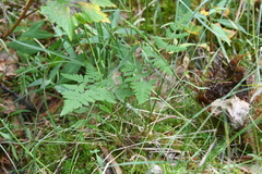 Gymnocarpium jessoense