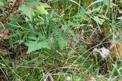 Gymnocarpium jessoense