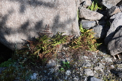 Gymnocarpium jessoense