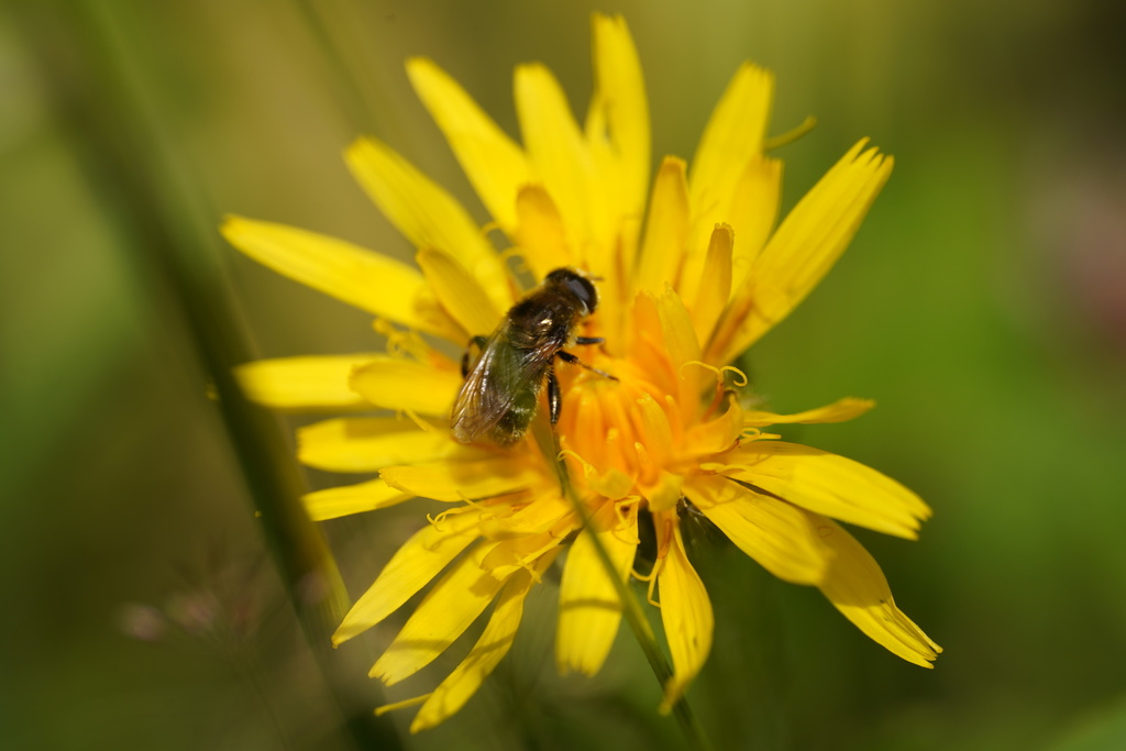 Merodon cinereus