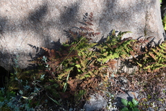 Gymnocarpium jessoense